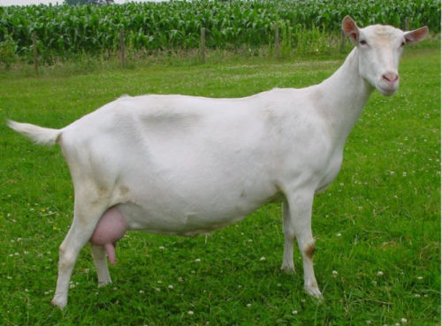 Witte geit