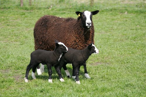 Zwartbles